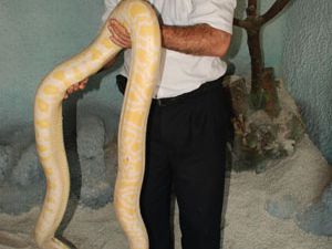 Hayvanat bahçesinde pitonu görenler şaşırdı